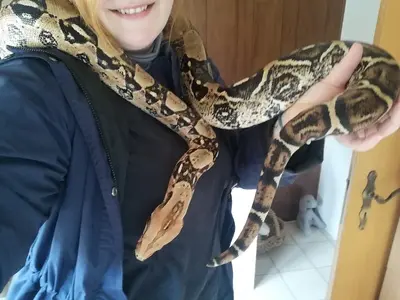 Boa Constriktor Imperator Salmon - männlich