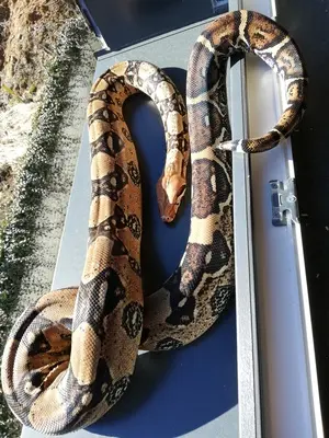 Boa Constriktor Imperator Salmon - männlich