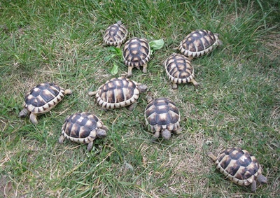 Breitrandschildkröten Jungtier - unbekannt 1