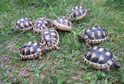 Breitrandschildkröten Jungtier - unbekannt