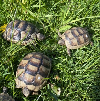 Breitrandschildkröten Jungtier - unbekannt
