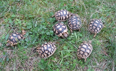 Breitrandschildkröten Jungtier - unbekannt