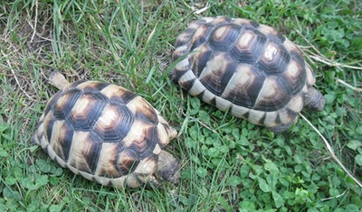 Breitrandschildkröten Jungtier - unbekannt