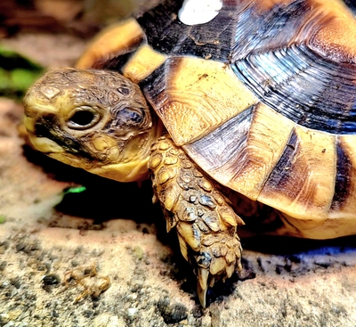 Breitrandschildkröten Jungtier - unbekannt
