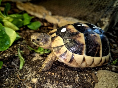 Breitrandschildkröten Jungtier - unbekannt