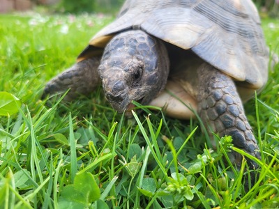 Breitrandschildkröten - männlich