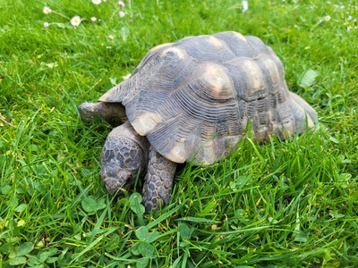 Breitrandschildkröten - männlich