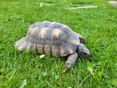 Breitrandschildkröten - männlich