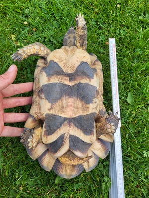 Breitrandschildkröten - männlich