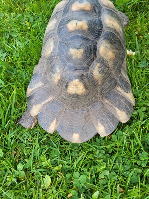 Breitrandschildkröten - männlich