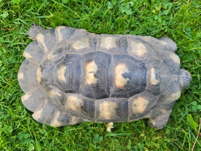 Breitrandschildkröten - männlich