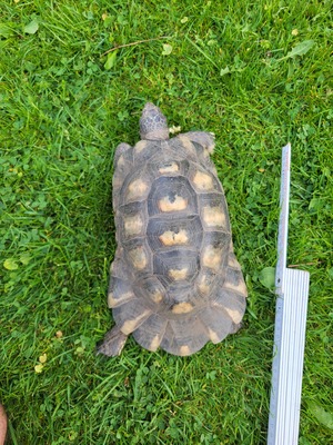 Breitrandschildkröten - männlich