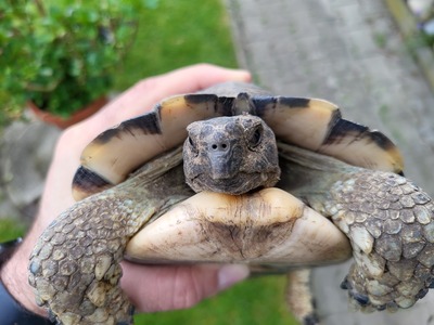 Breitrandschildkröten - männlich