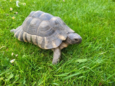Breitrandschildkröten - männlich