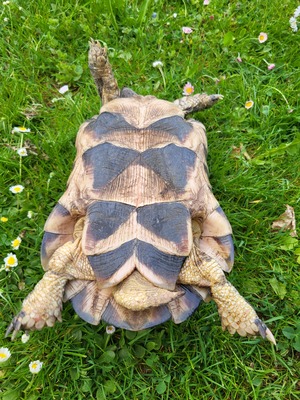 Breitrandschildkröten - männlich