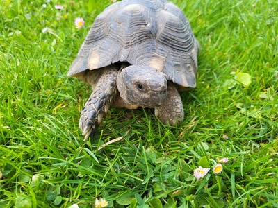 Breitrandschildkröten - männlich