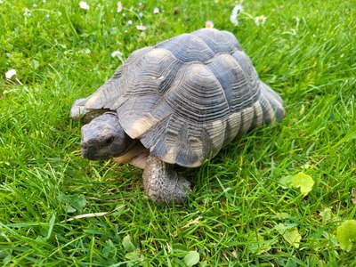 Breitrandschildkröten - männlich