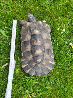 Breitrandschildkröten - männlich