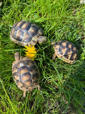 Breitrandschildkröten - unbekannt