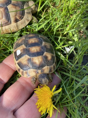 Breitrandschildkröten - unbekannt