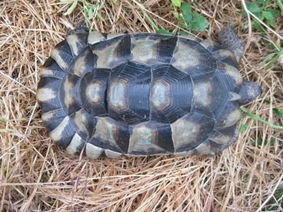 Breitrandschildkröten - weiblich