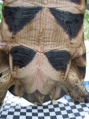 Breitrandschildkröten - weiblich
