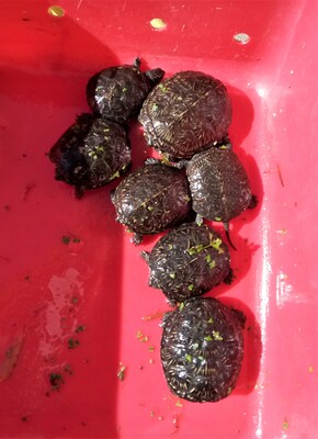 Europäische Sumpfschildkröte Jungtier - unbekannt 1