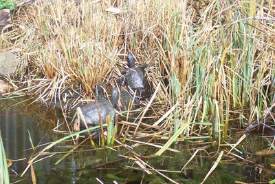 Europäische Sumpfschildkröte Jungtier - unbekannt