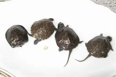 Europäische Sumpfschildkröte Jungtier - unbekannt