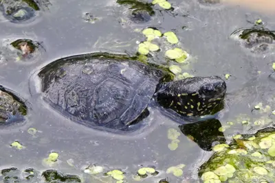 Europäische Sumpfschildkröte Jungtier - unbekannt