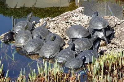 Europäische Sumpfschildkröte Jungtier - unbekannt