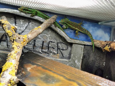 Geckos Jungtier - unbekannt 1