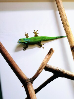 Geckos Jungtier - unbekannt 1