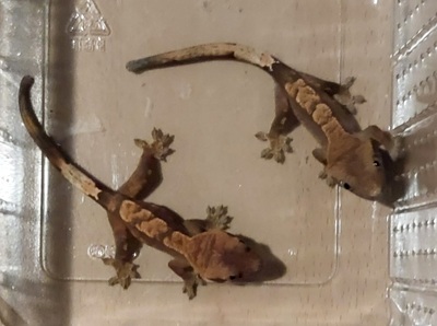 Geckos Jungtier - unbekannt