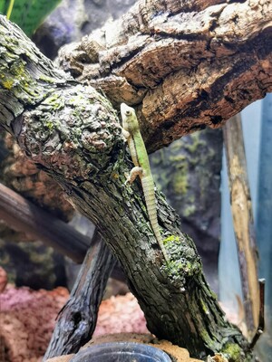 Geckos - weiblich 1