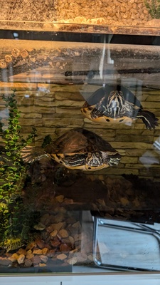 Gelbwangenschmuckschildkröten - weiblich