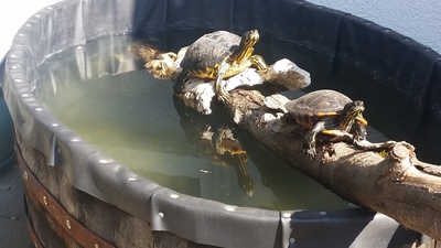 Gelbwangenschmuckschildkröten - weiblich