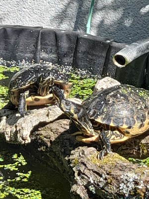 Gelbwangenschmuckschildkröten - weiblich