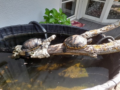 Gelbwangenschmuckschildkröten - weiblich
