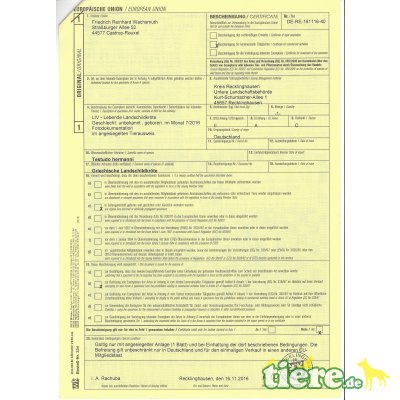 Griechische Landschildkröte