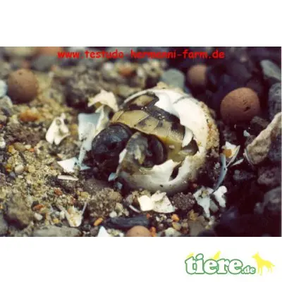 Griechische Landschildkröte