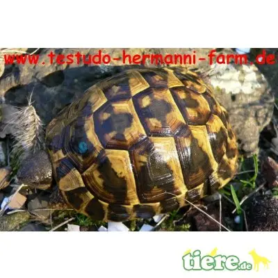 Griechische Landschildkröte