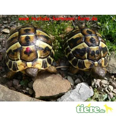 Griechische Landschildkröte