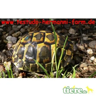 Griechische Landschildkröte