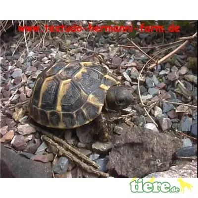 Griechische Landschildkröte