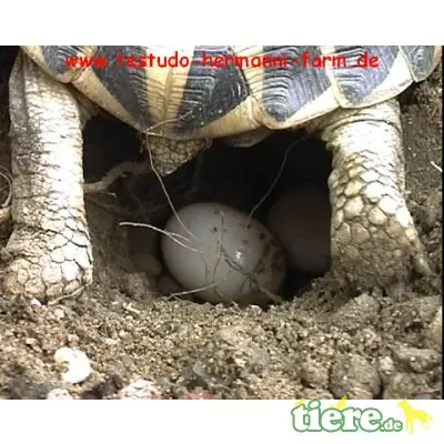 Griechische Landschildkröte