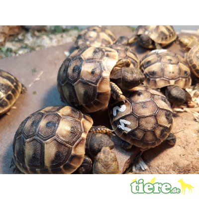 Griechische Landschildkröte