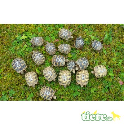 Griechische Landschildkröte