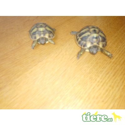 Griechische Landschildkröte