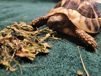 Griechische Landschildkröte Jungtier - männlich